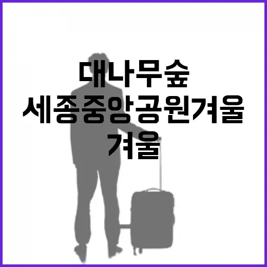 세종중앙공원 겨울 대나무숲의 푸른 매력