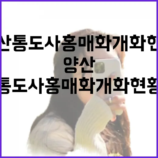 양산 통도사 홍매화 개화 현황 집중 점검