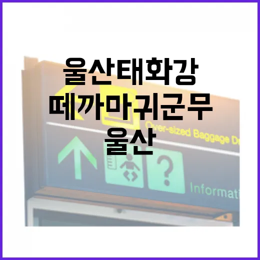 울산 태화강 떼까마귀 군무 명소