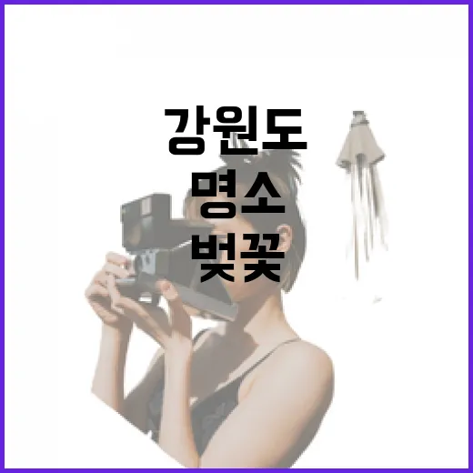 강원도 봄 벚꽃 명소 미리보기