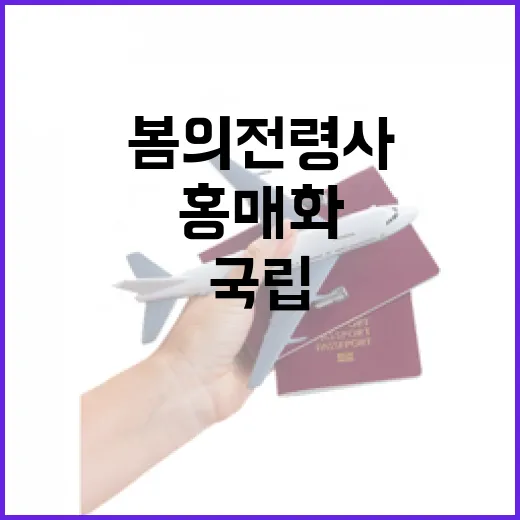 광주 국립박물관 홍매화, 봄의 전령사