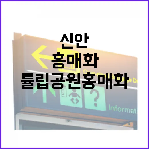 신안튤립공원 홍매화, 봄의 전령사