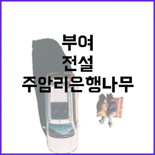 부여 미암사와 주암리 은행나무의 전설