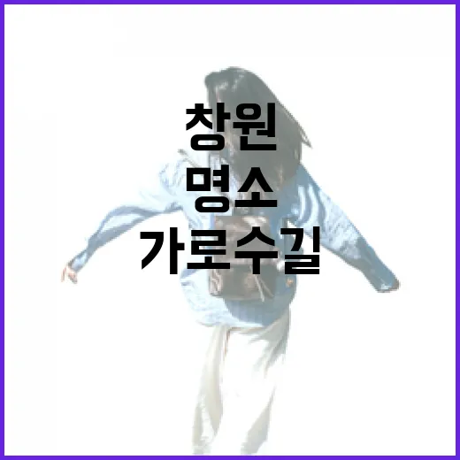 창원 가로수길, 사계절 매력 가득한 명소