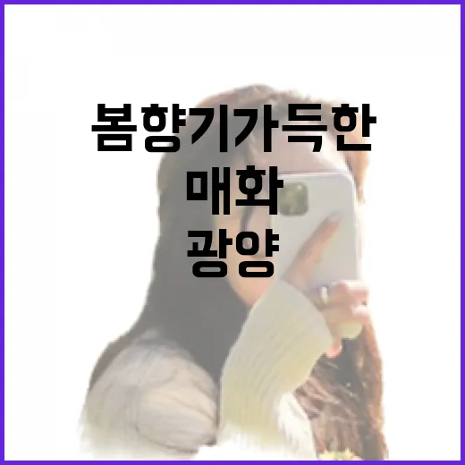 광양 매화축제, 봄 향기 가득한 축제 현장