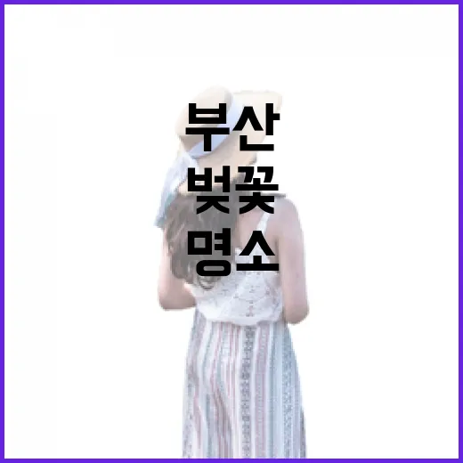 부산 만덕천 벚꽃길 봄 산책 명소