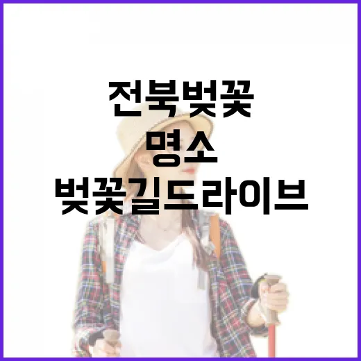 전북 벚꽃길 드라이브 명소 5선