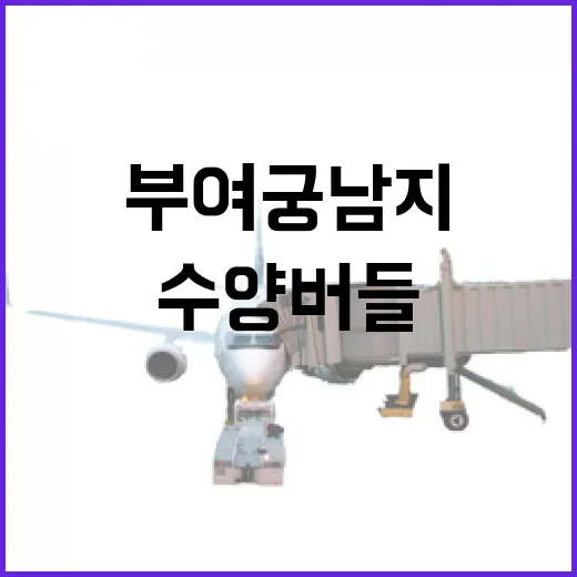 부여 궁남지 봄의 수양버들 산책길