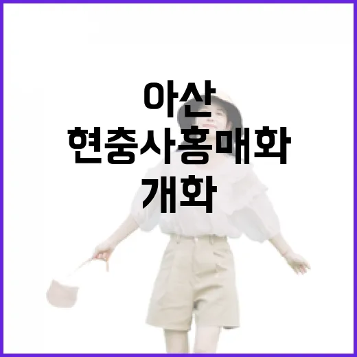 아산 현충사 홍매화 개화 현장 소식