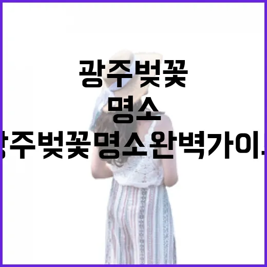 광주 벚꽃 명소 완벽 가이드