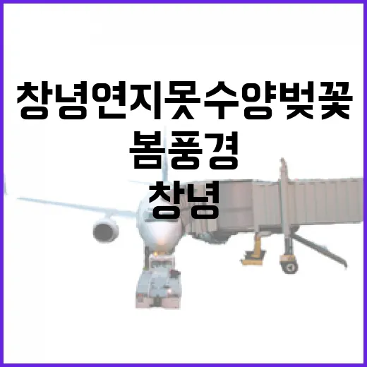 창녕 연지못 수양벚꽃의 봄 풍경