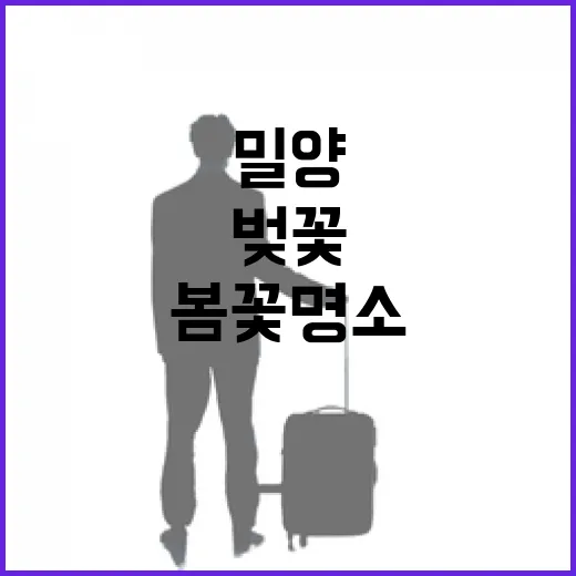 밀양읍성 벚꽃 만개 봄꽃 명소