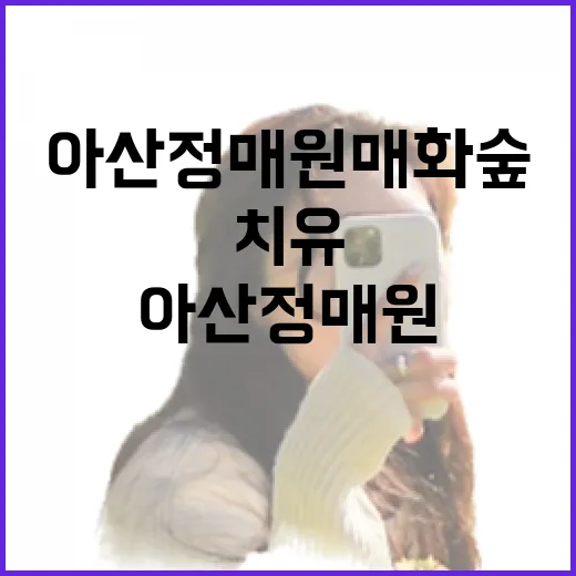 아산 정매원 매화 숲, 봄의 치유 공간