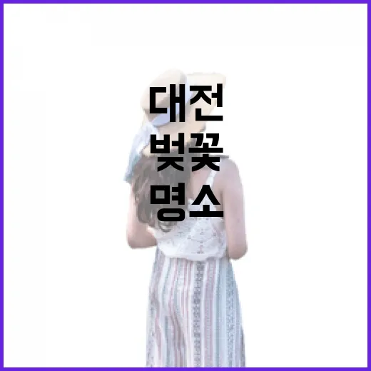 대전 중촌동 하상도로 천변 벚꽃길 명소