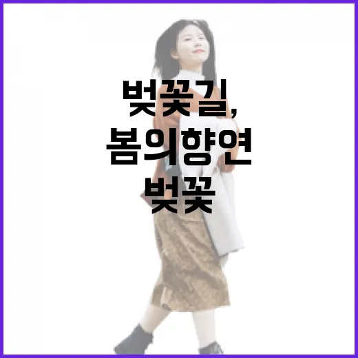 청주 벚꽃길, 봄의 향연