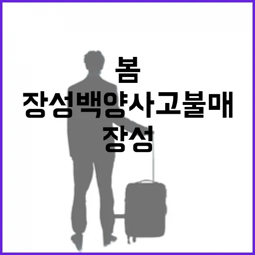 장성 백양사 고불매 절정의 봄 풍경