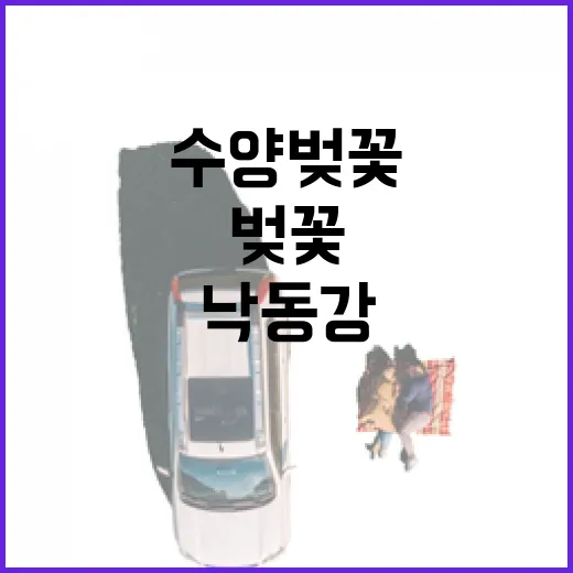 낙동강 절벽 위 수양벚꽃 산책길