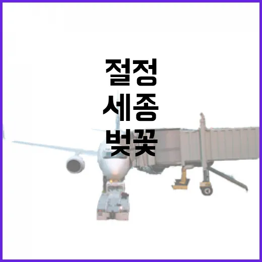 세종 부용리 벚꽃길 절정과 축제 소식