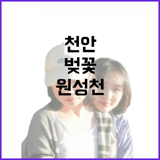 천안 원성천 벚꽃, 봄밤을 물들이다