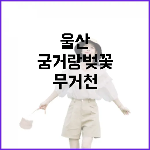 울산 무거천 궁거랑 벚꽃 명소