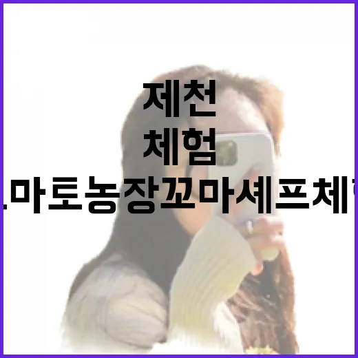 제천 토마토 농장 꼬마 셰프 체험 인기