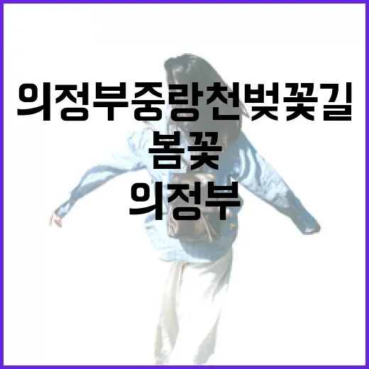 의정부 중랑천 벚꽃길 봄꽃 절정기