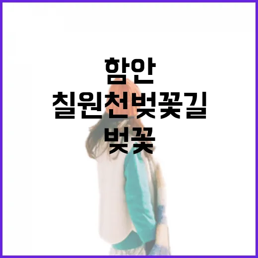 함안 칠원천 벚꽃길 봄 풍경 만개