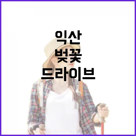 익산 만경강 벚꽃터널 봄 드라이브