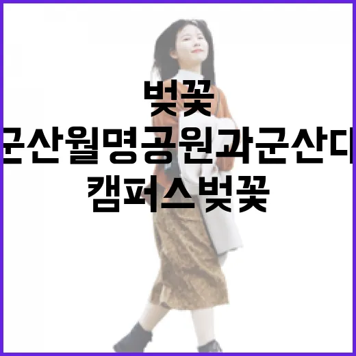 군산 월명공원과 군산대 캠퍼스 벚꽃 산책
