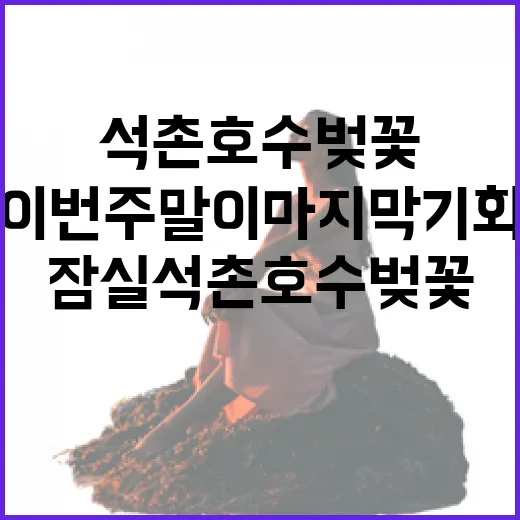 잠실 석촌호수 벚꽃, 이번 주말이 마지막 기회