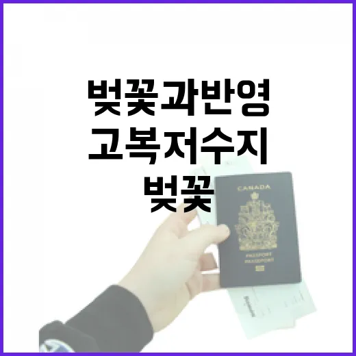 고복저수지 벚꽃과 반영의 절경