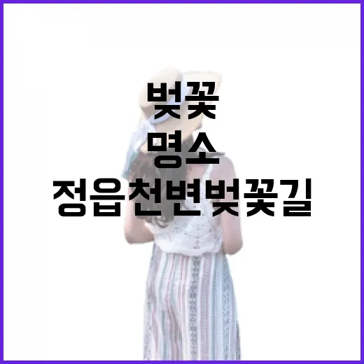 정읍 천변 벚꽃길 봄 산책 명소