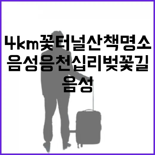 4km 꽃터널 산책 명소, 음성 응천십리벚꽃길