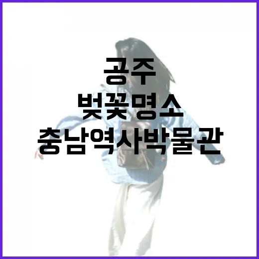 공주 충남역사박물관 벚꽃 명소 풍경
