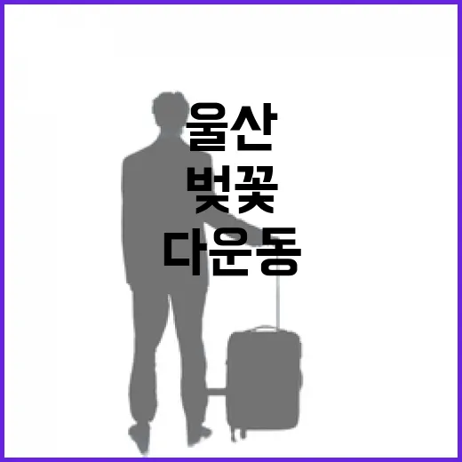 울산 다운동 벚꽃과 갓꽃의 봄 산책길