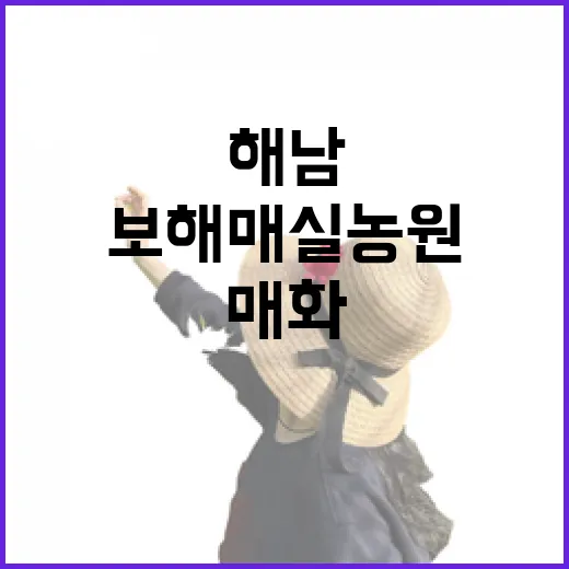 해남 보해매실농원, 봄 매화의 여유를 만나다