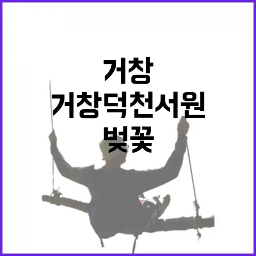거창 덕천서원 벚꽃의 찬란한 아침 풍경