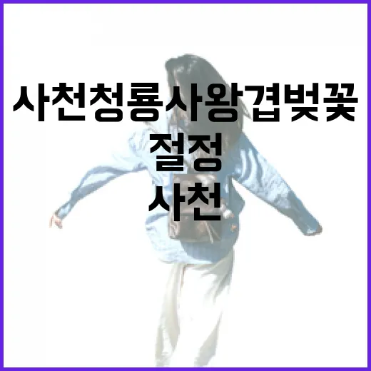 사천 청룡사 왕겹벚꽃 절정 풍경
