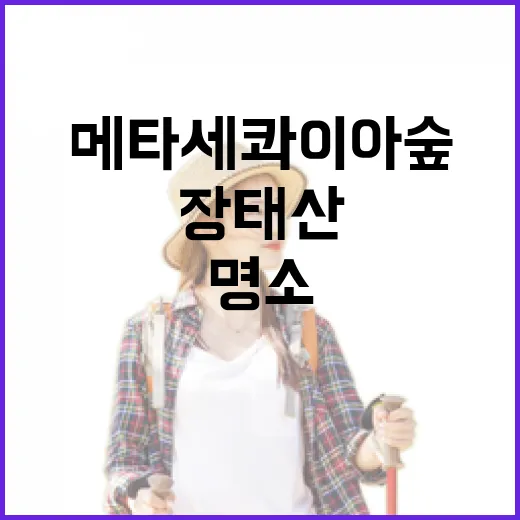 장태산 메타세쿼이아 숲 산림욕 명소