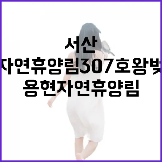 서산 용현 자연휴양림 307호 왕벚나무 객실 완벽 가이드