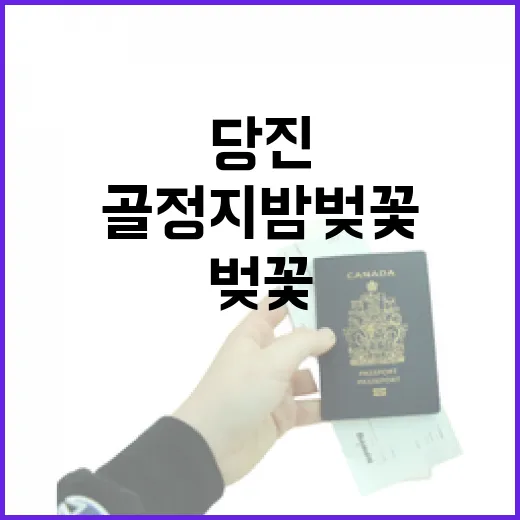 당진 골정지 밤벚꽃의 매력