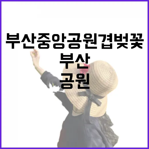 부산 중앙공원 겹벚꽃 절정, 봄의 마지막 향연