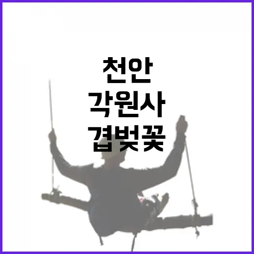 천안 각원사 핑크빛 겹벚꽃 풍경