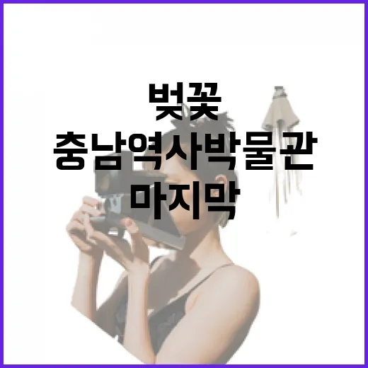 충남역사박물관 벚꽃비, 봄의 마지막 선물