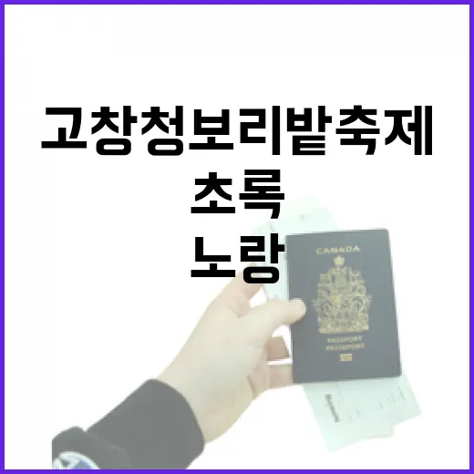 고창 청보리밭 축제, 초록과 노랑의 봄 향연