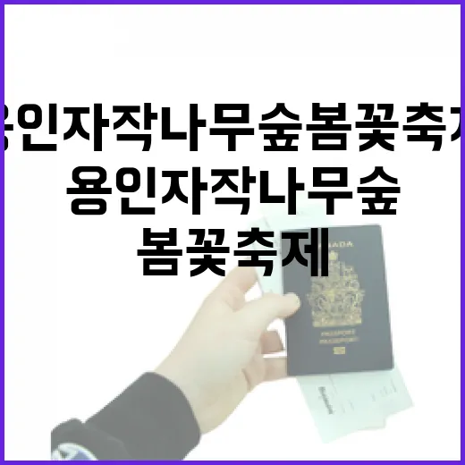 용인자작나무숲 봄꽃축제 현장