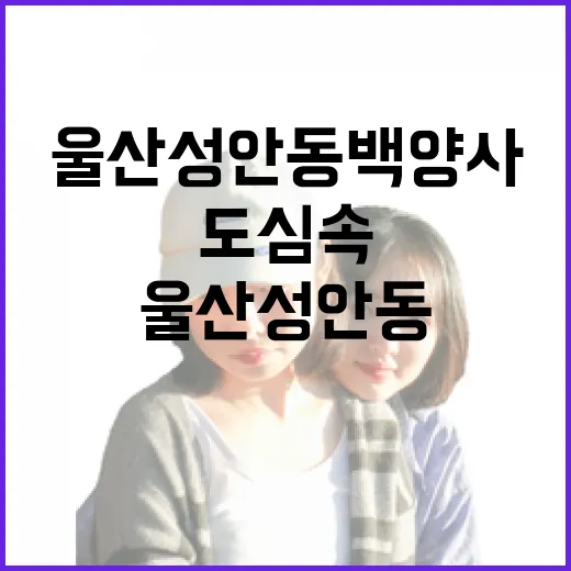 울산 성안동 백양사, 도심 속 조용한 쉼터