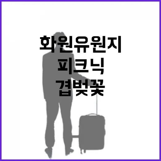 겹벚꽃 만개한 화원유원지 봄 피크닉 명소