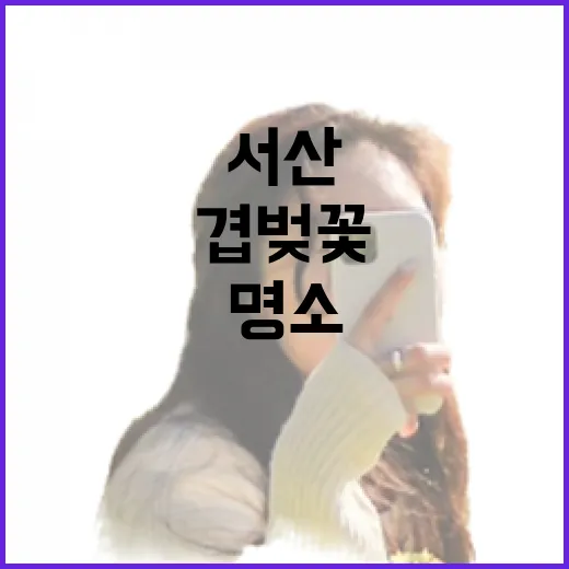 서산 문수사 겹벚꽃 절정, 봄 나들이 명소