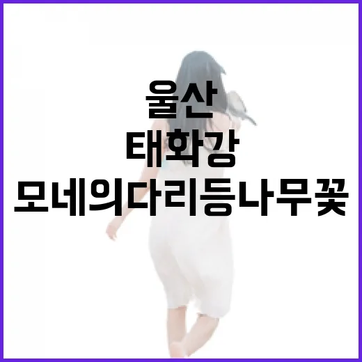 울산 태화강 모네의 다리 등나무 꽃 만개